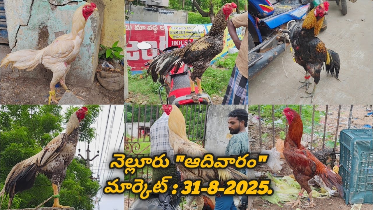 నెల్లూరు సండే కోళ్ల మార్కెట్  :  31–8–2025, #nelloresundaykollamarket #aseelmurga #venkyberasatv