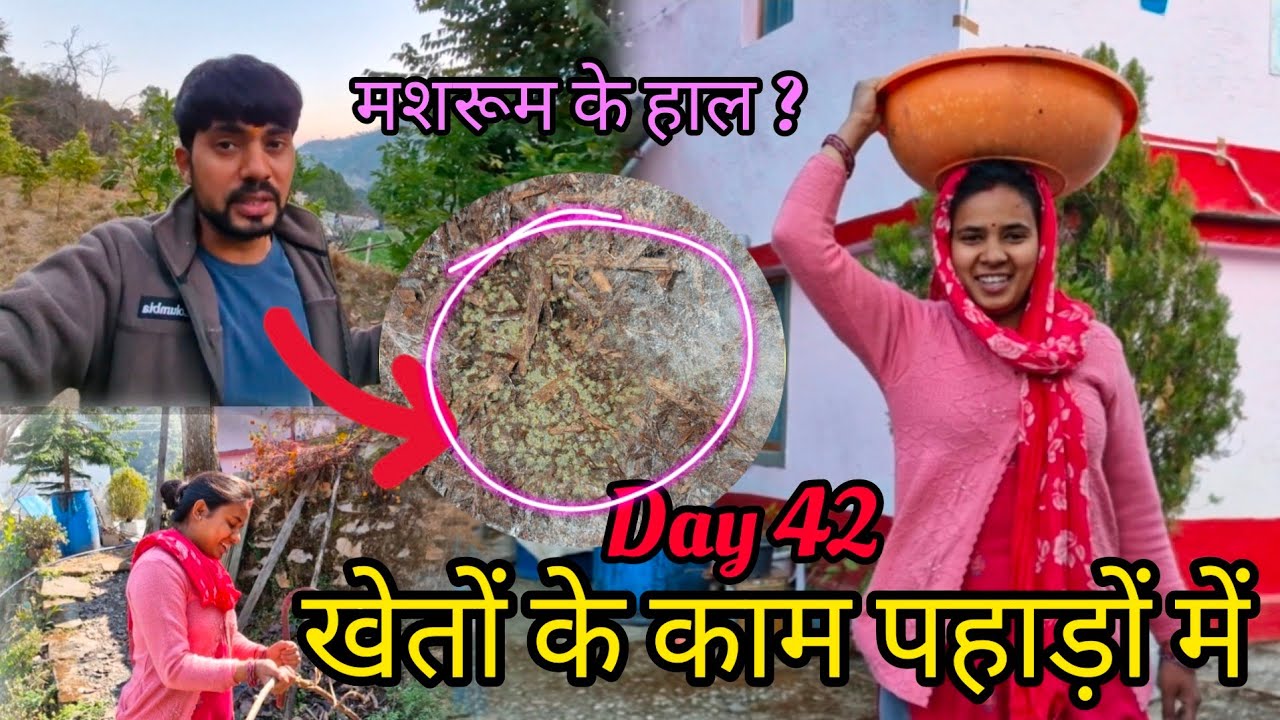 इतनी मेहनत के बाद कहीं मशरूम खराब तो नहीं हो गई ।#phadilifestyle #Farming 