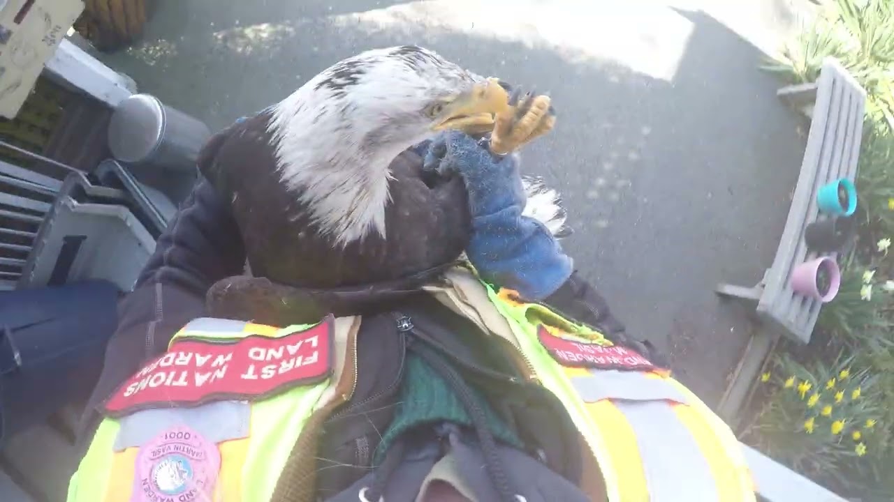 Rescued Bald Eagle set free (GoPro)