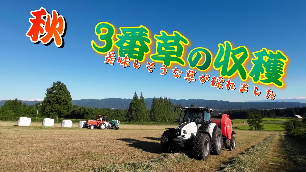 美味しそうな牧草がとれました
