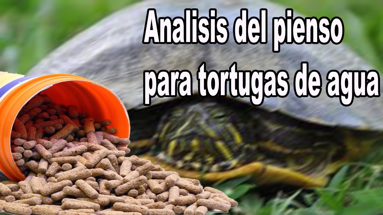 Analizamos el alimento en sticks para tortugas