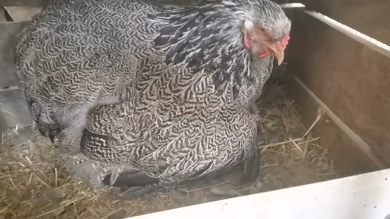 BRAHMA GURKuMUZUN YAVRULARI ÇIKTI🐣🐣 / MİNİ KULUÇKA BELGESELİ #gurk #cüce #cochin #chicken #baby
