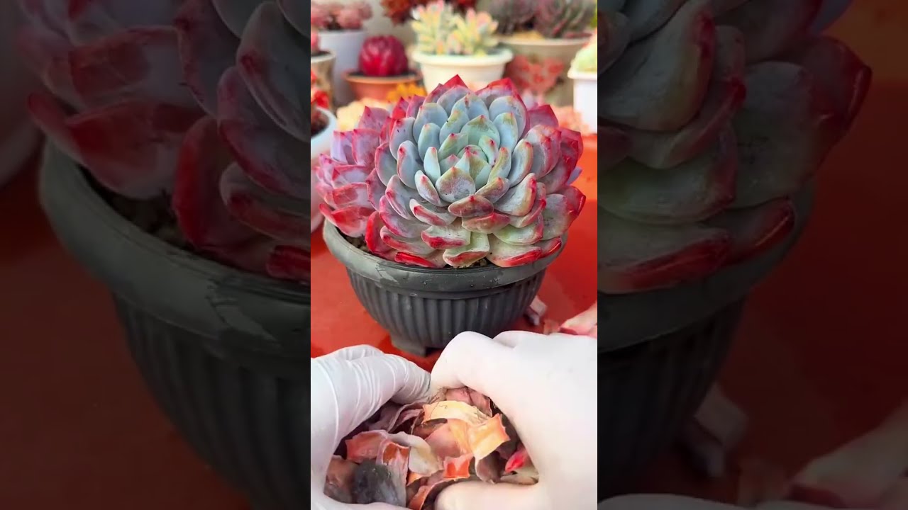 Gentle Dead Leaf Peeling Sounds Satisfying Succulent DX Cleanup 🍃