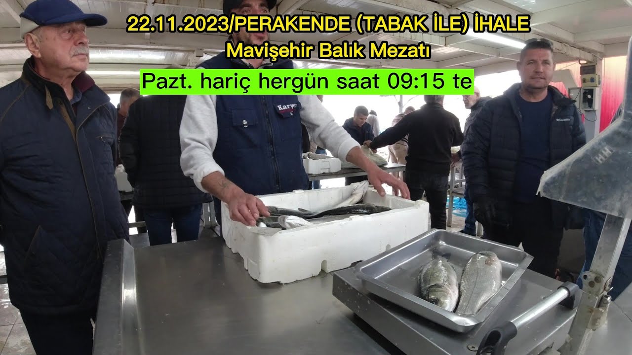 22.11.2023. EFSANE (MAVİŞEHİR) MEZATTA LEVREK ÇOK İHALEYE KATILIM AZDI.