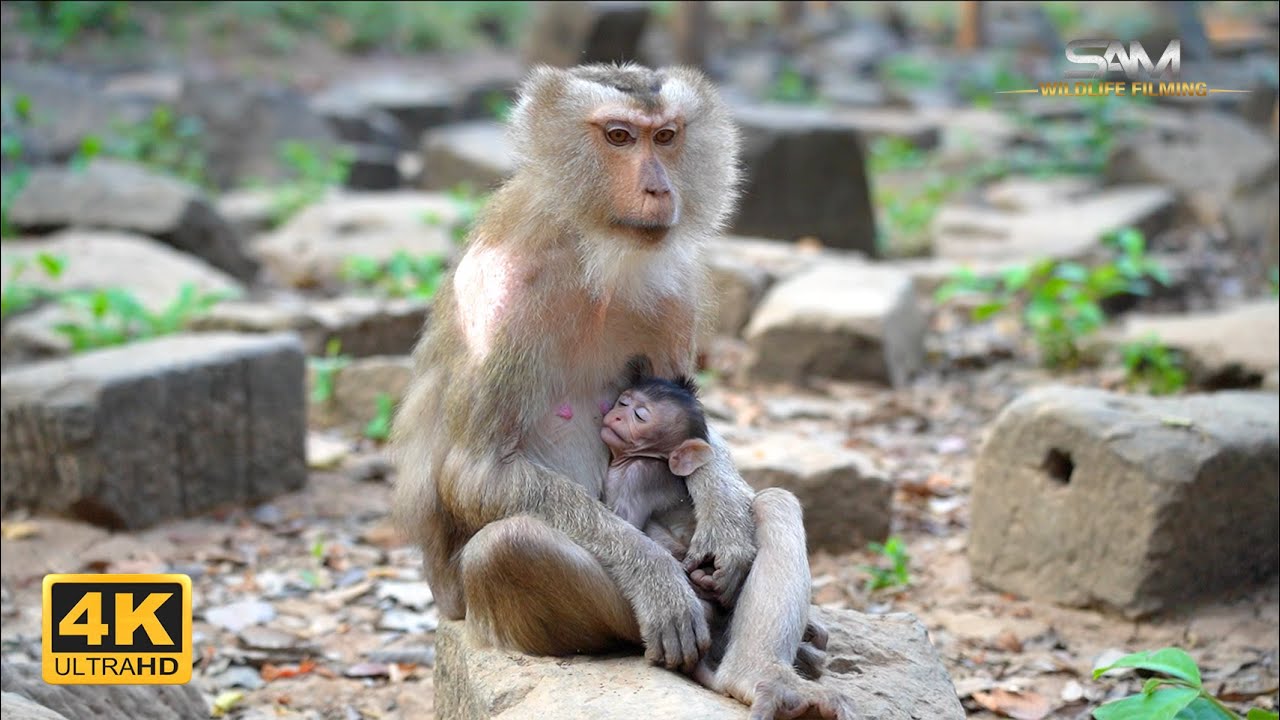 A Grandmother's Love: KHARA Joins BUTTON in Caring for BESSIE