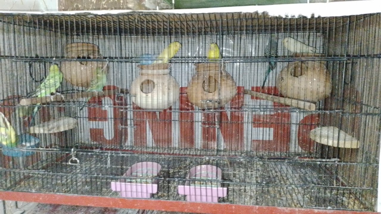 Hum na cage ma four matki laga di -day 43