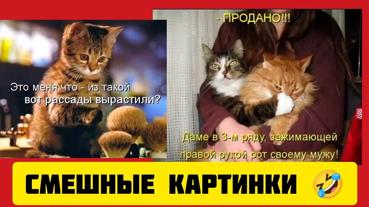 Это меня что - из такой вот рассады💐 вырастили?🐱смешные картинки и весёлая музыка 🤣