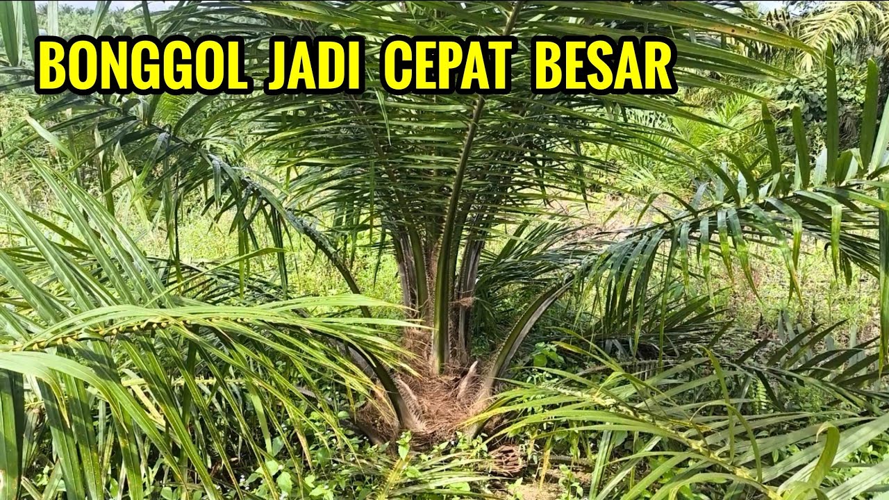 Tips Membesarkan bonggol sawit agar produksi bisa maksimal