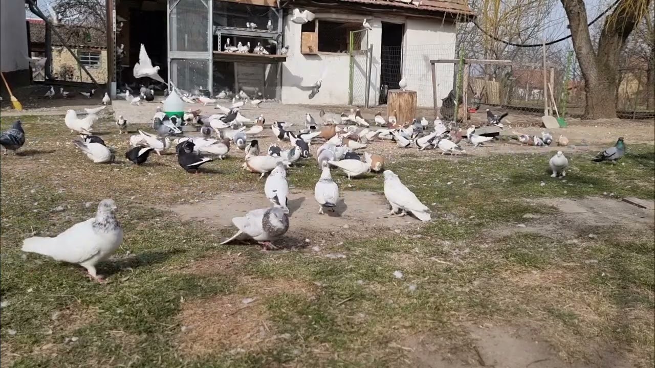 szupercsapat! 😁😁vegyes galambok #pigeon #pigeonlover #birds