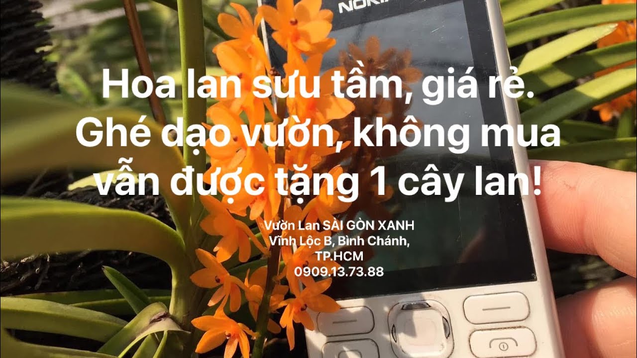 🟣 Clip số 42A: 28/02/2026 -Hoa lan tổng hợp, giá rẻ -Ghé dạo vườn, không mua vẫn được tặng 1 cây lan