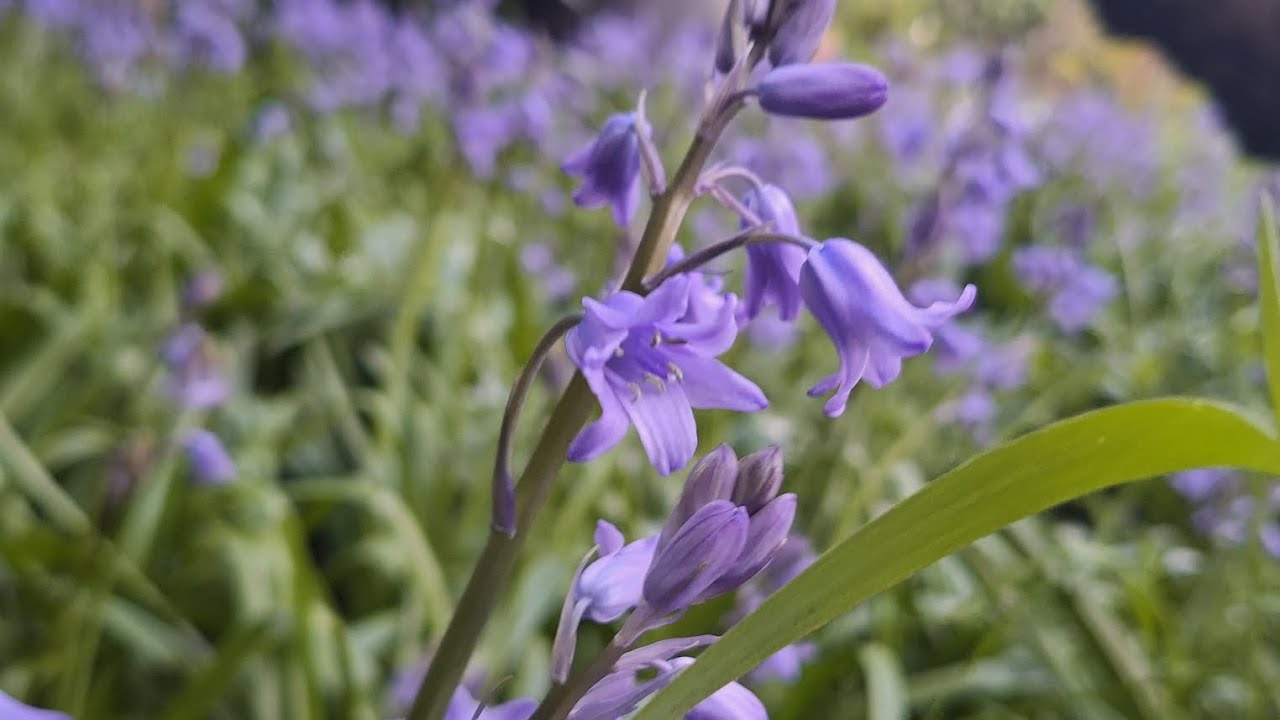 bluebells - Full Album