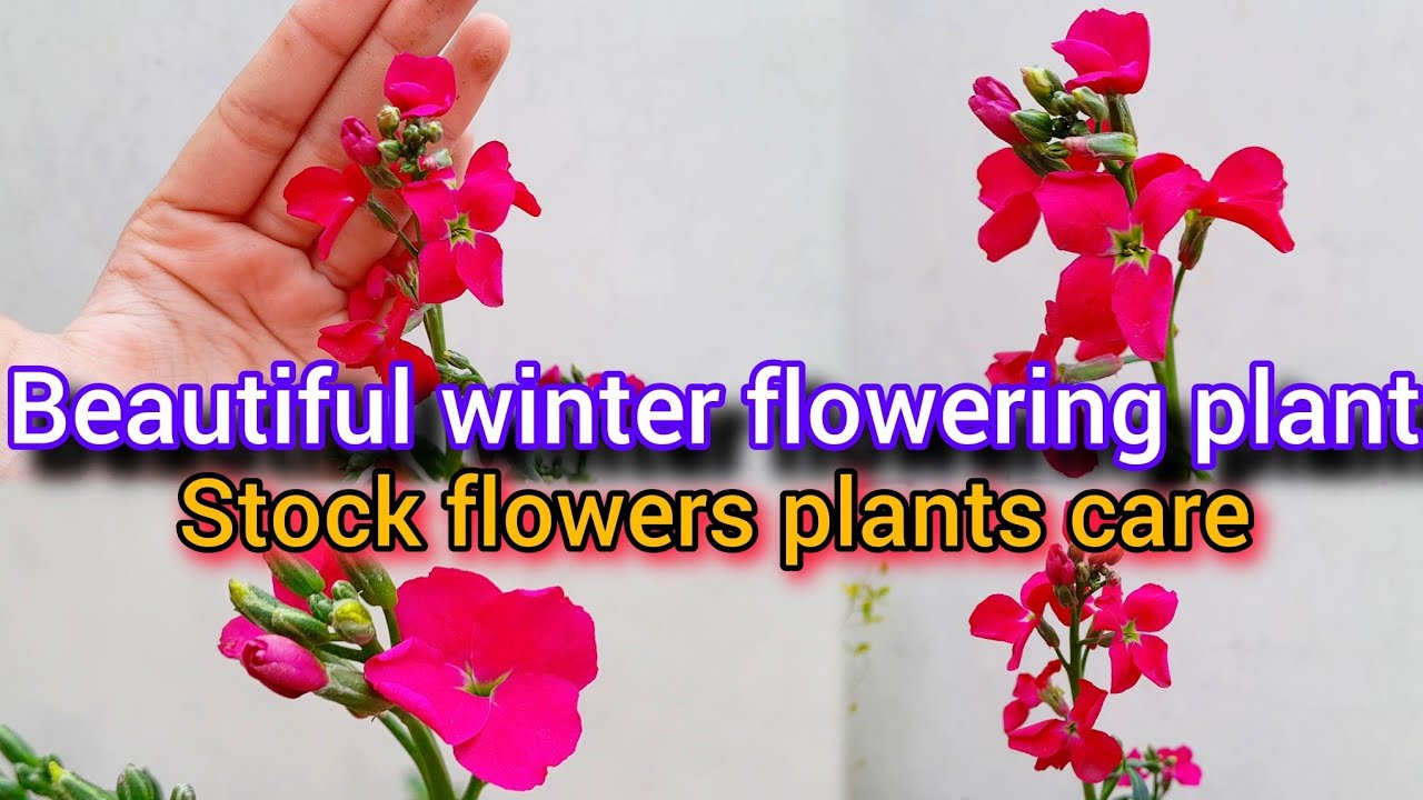 Stock Flower Plant Complete Care 🪴🌱| Matthiola Flower Growing Tips | Winter Flower Care