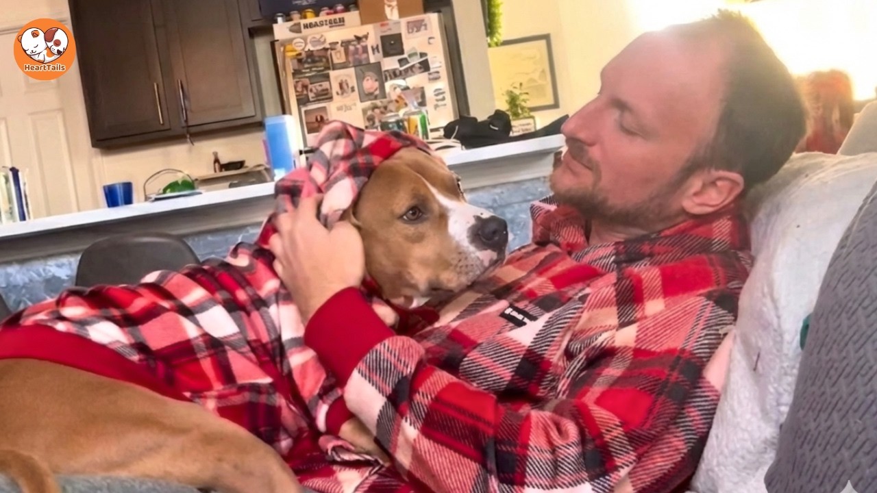 He Was Scheduled for Euthanasia — Rambo’s Last-Minute Rescue Changed Everything