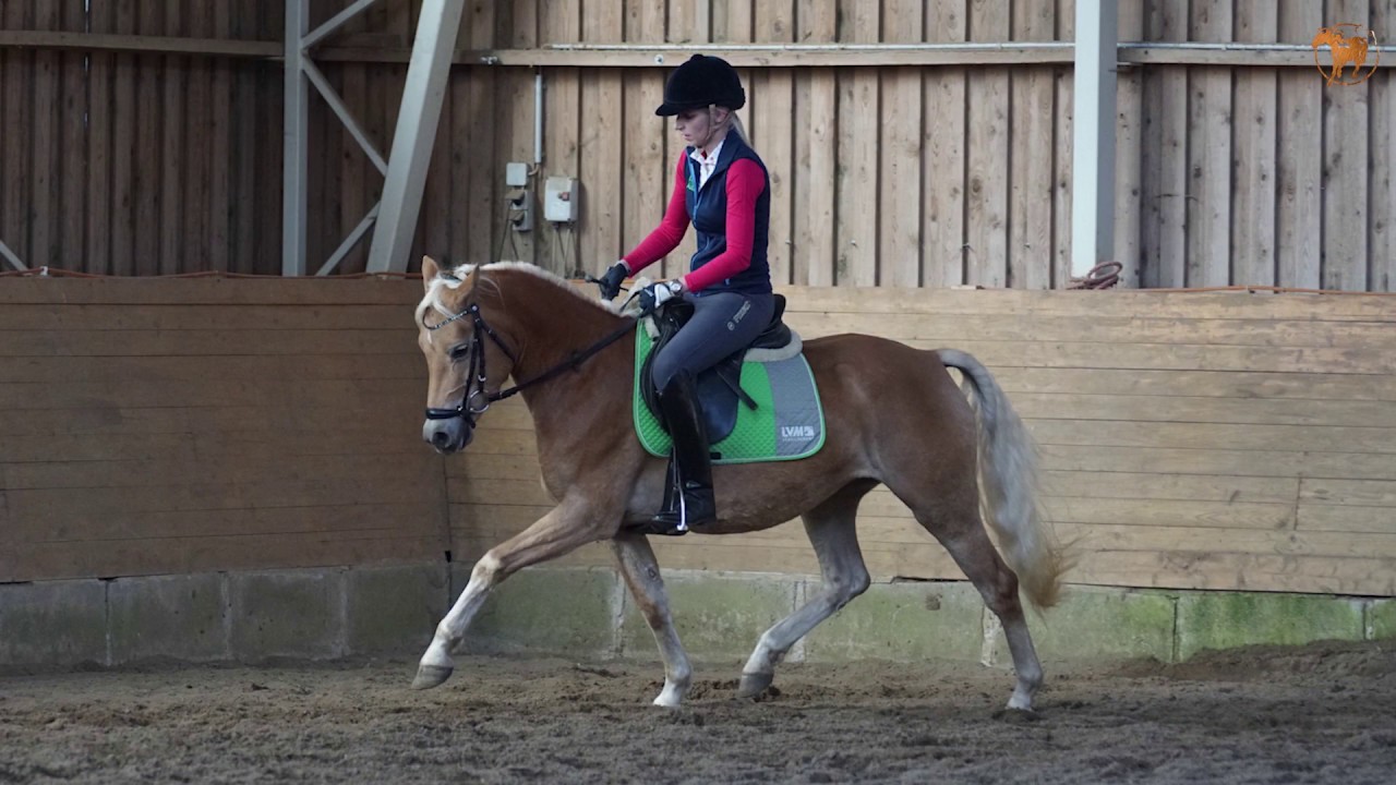 Edelbluthaflingerstute - Stine - Haflinger Gestüt Meura
