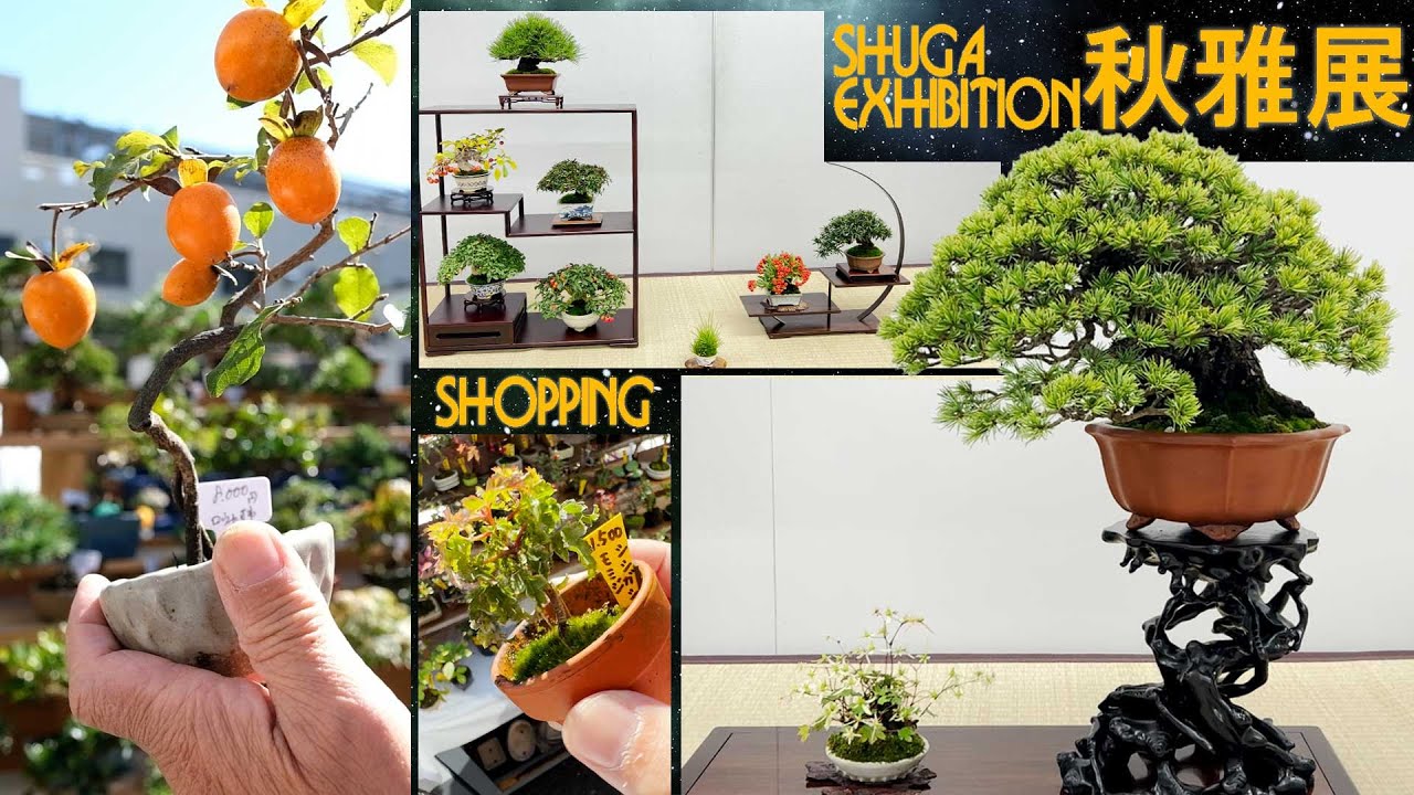 【秋雅展】ビバ小品！買い物＆展示会見学～with川崎先生【盆栽Q】