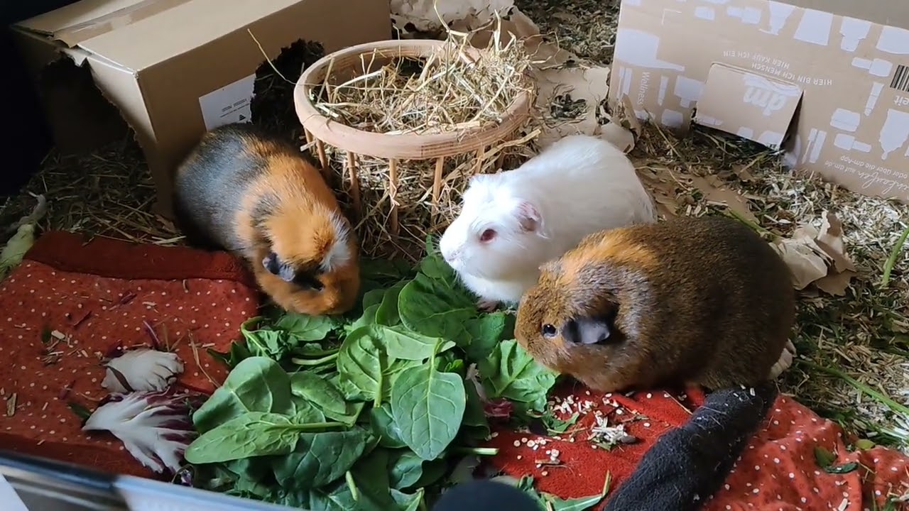 Cute Guinea pigs munching fresh spinach 