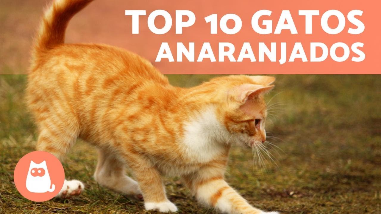 RAZAS de GATOS NARANJAS 🐱🧡 TOP 10