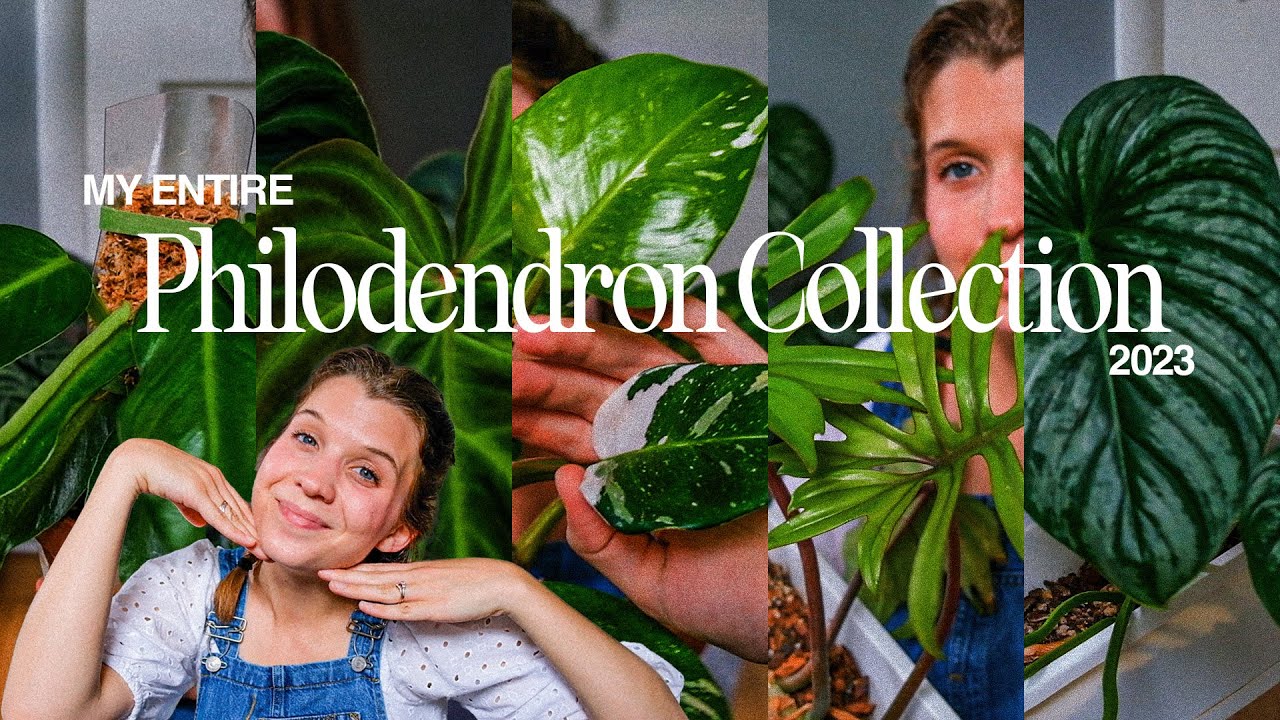 my entire philodendron collection (26 species, 
