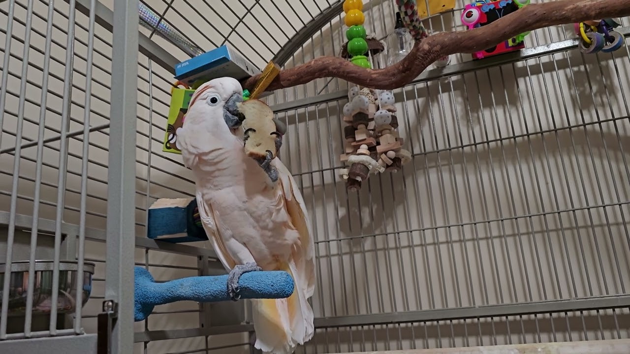 Cockatoo Rants About Going To The Vet