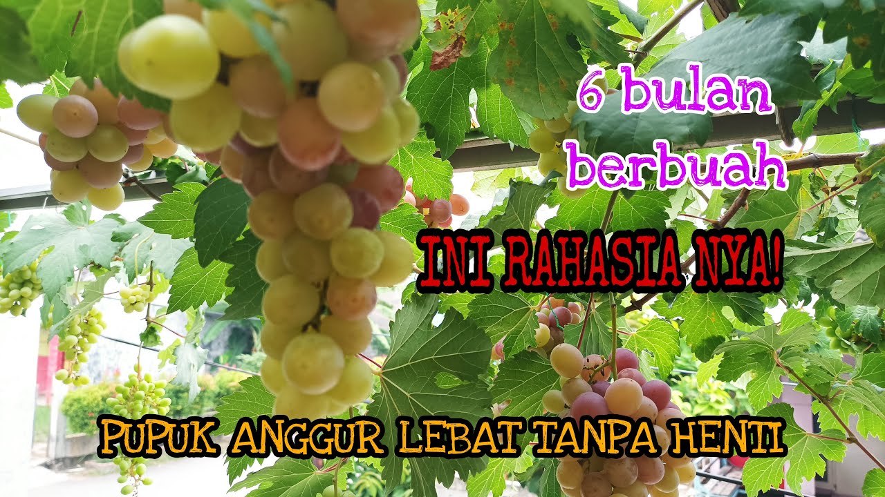 Cara Agar Anggur Berbuah Lebat || Pupuk Anggur Cepat Berbuah