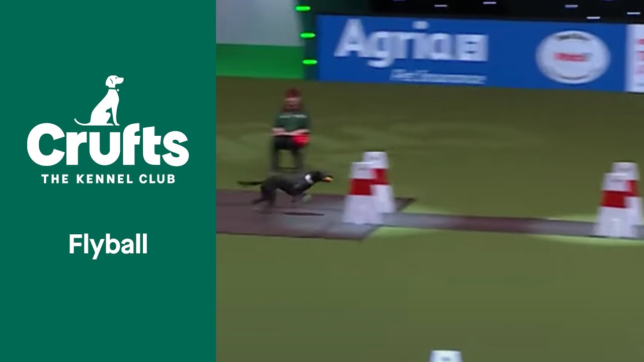 Flyball Team Quarter-Finals | Crufts 2022