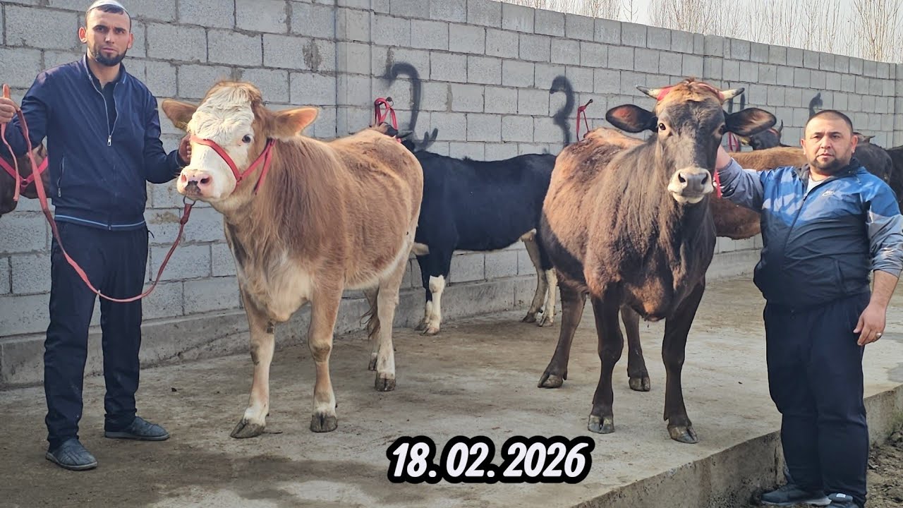 BREND FERMADAN SHVEST SMENTAL BO‘G‘OZLAR ZO‘RLARI SHOSHILAMIZ 