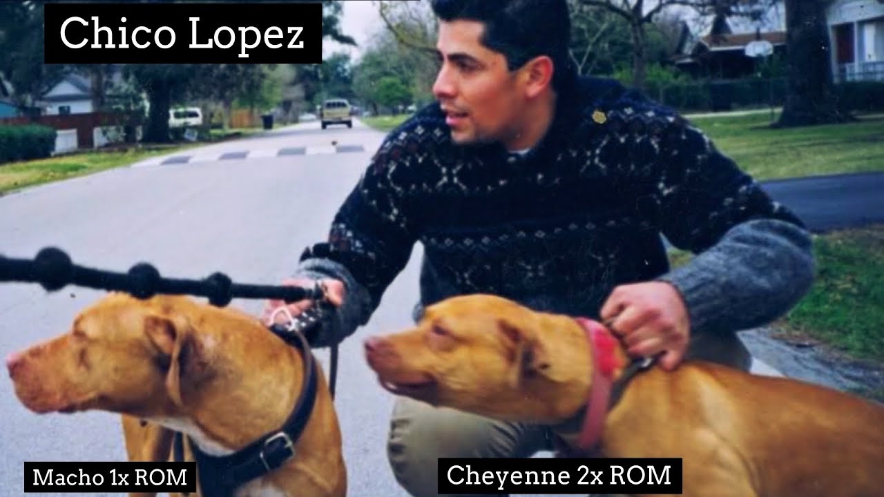 &ldquo; Chico Lopez&rdquo; Why nobody else have my dogs by CHICO LOPEZ - PART 2 (The inside information)