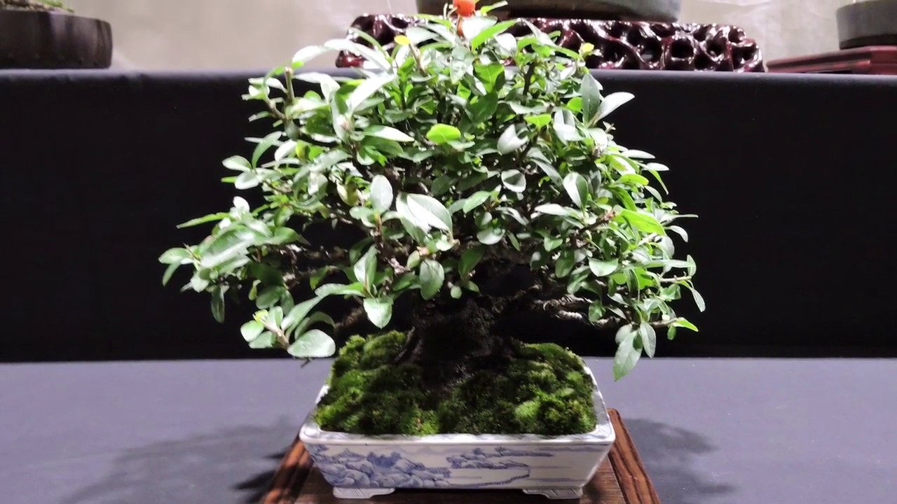 10th Heathrow Bonsai Show 2019 Part 2