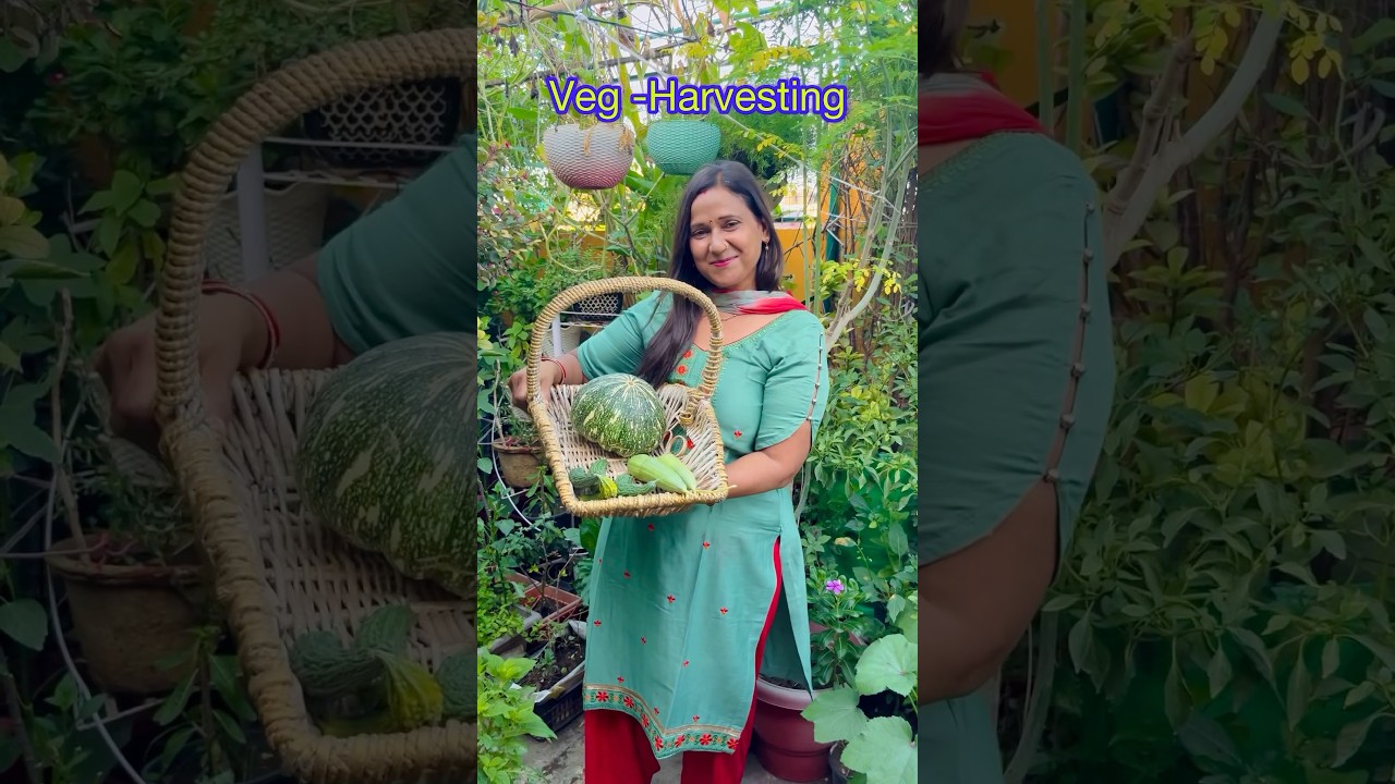 ￼ Vegetable harvesting , Aaj Phir Se👍🏼👍🏼🥰🤗🤗