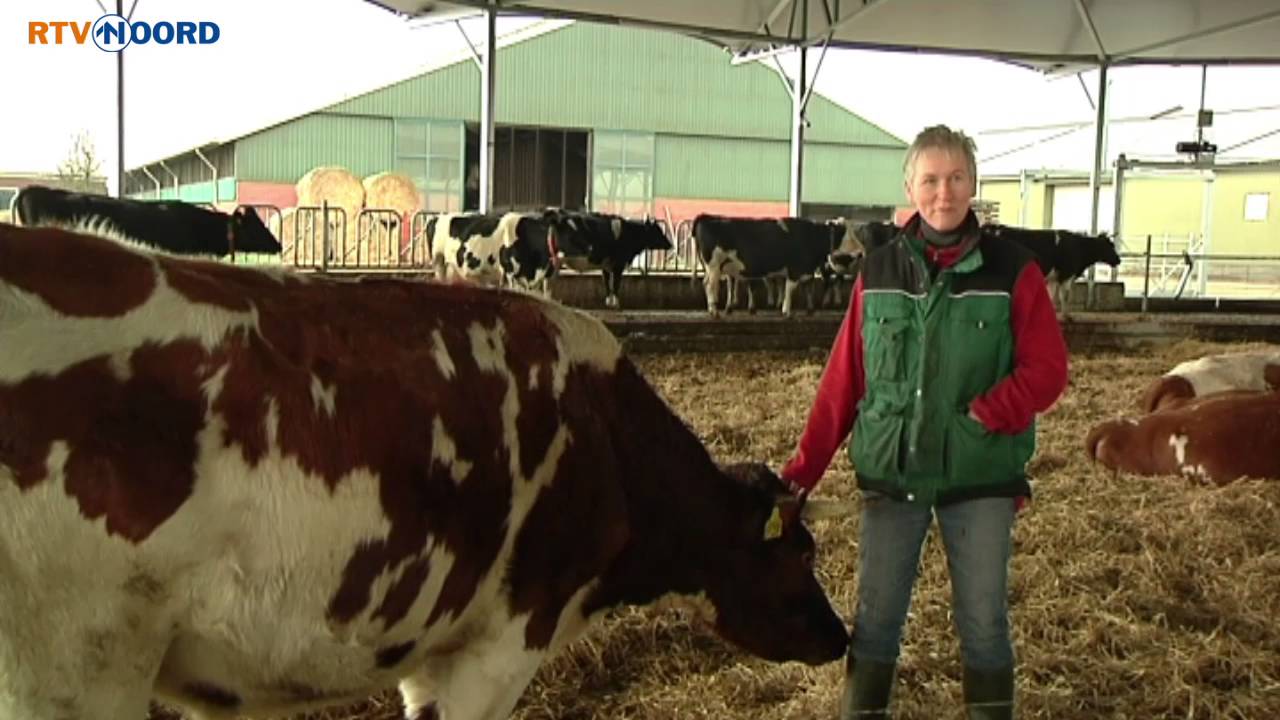Koeien hebben de ruimte in ronde stal - RTV Noord