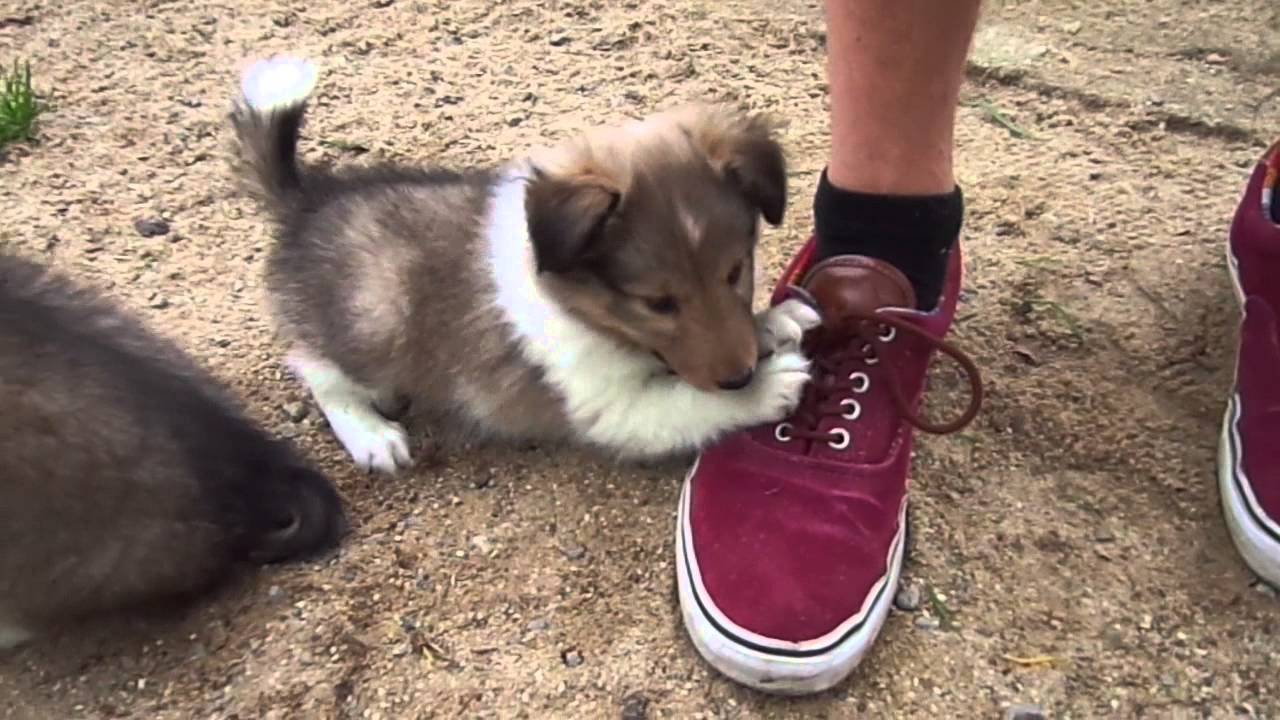 Sheltiewelpen 6. Woche