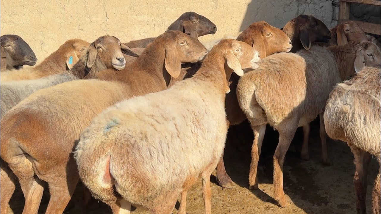 BEPULGA SOVLIQ BERAMIZ 600 BOSH BO’G’OZ KELDI JAMSHIT AKA 