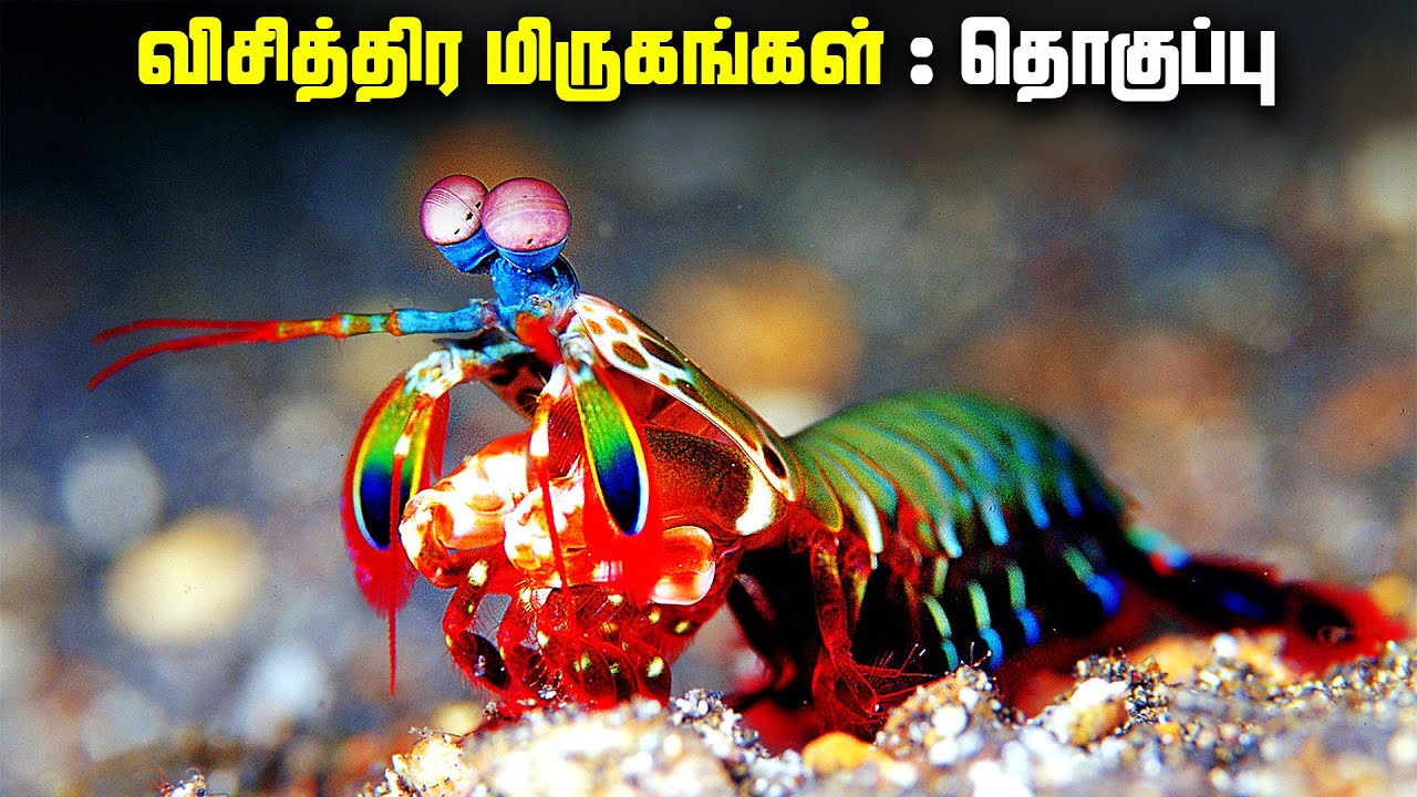 விதவிதமான விசித்திர மிருகங்கள் - Rare Animals