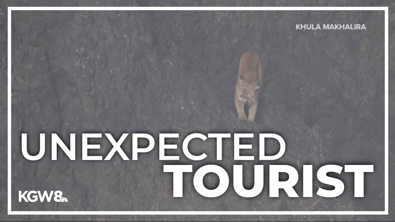 Haystack Rock area reopens after cougar departs from Oregon coast landmark