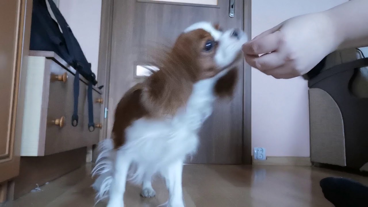 Cavalier King Charles Spaniel doing tricks (10 months old)