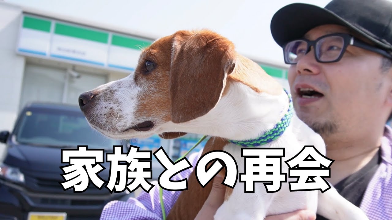 【迷子犬 ビーグル後編】家族との再会に涙しました～多頭飼い～チワワ シーズー ミニチュアピンシャー トイプードル