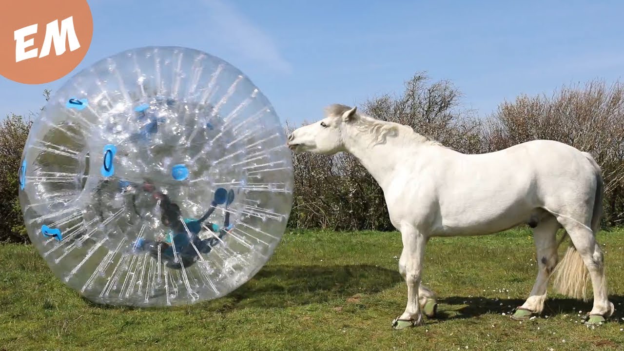 Pony pushing a Zorb Ball for FUN!