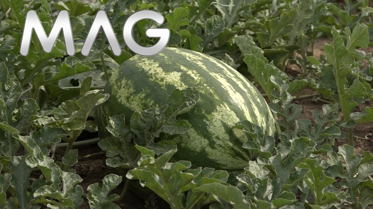 Plantaža lubenice u Drenu