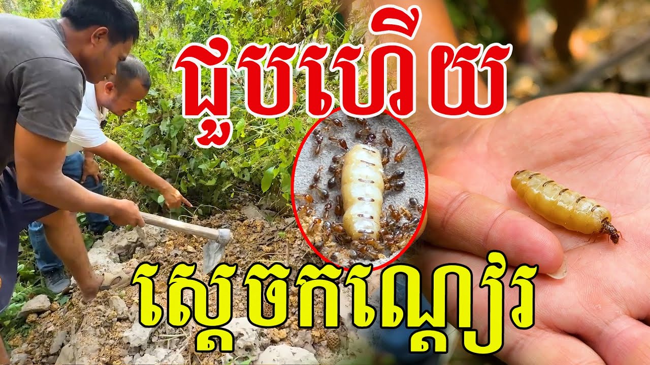 ជួបហើយ ស្តេចកណ្ដៀរ មានពិតមែន