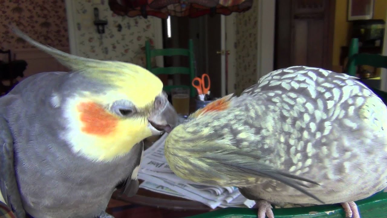 Our pet cockatiels preening and pecking each other