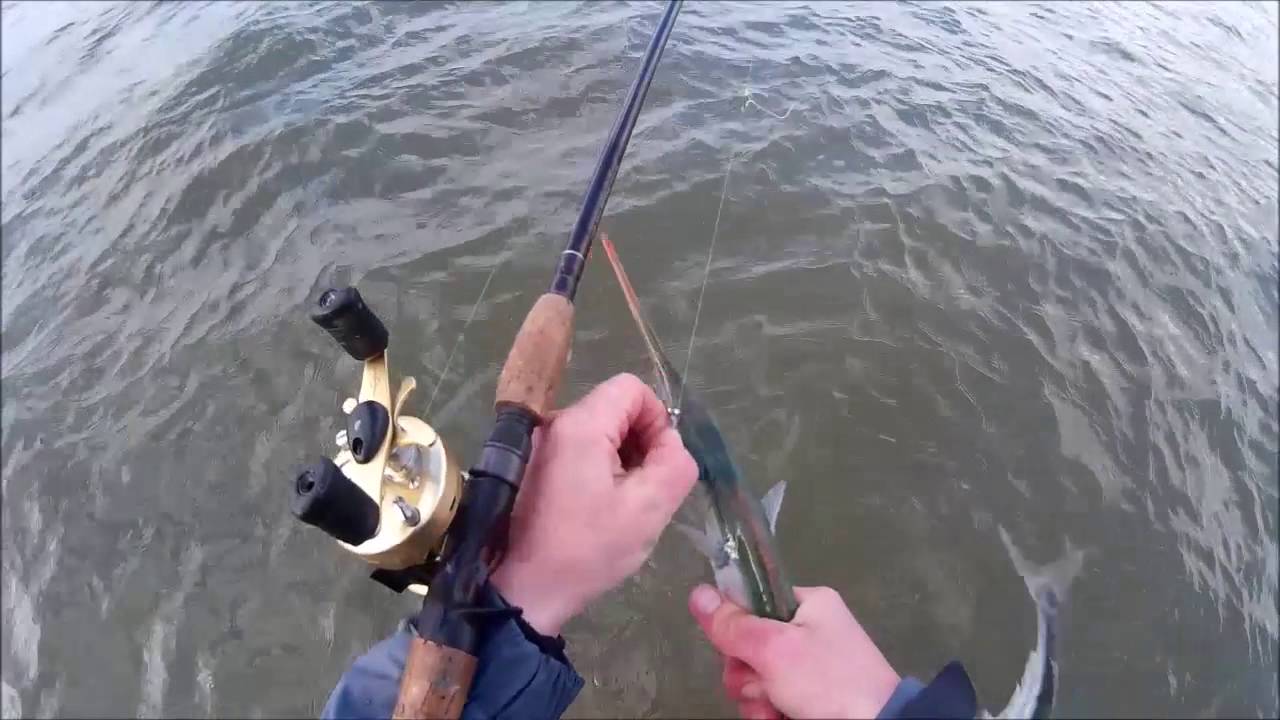 Belony na bombardę / Bombarda fishing for garfish