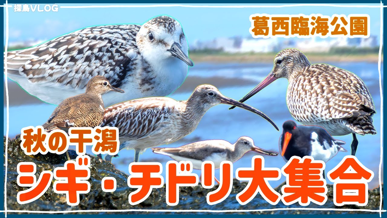 葛西臨海公園で野鳥観察！水鳥がいっぱい！《野鳥撮影vlog》｜ミユビシギ、ミヤコドリ、ダイシャクシギ、オオソリハシシギ
