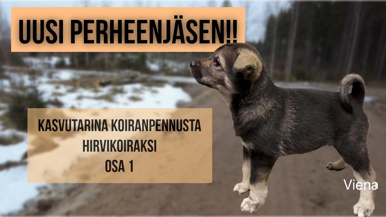 Kasvutarina Koiranpennusta Hirvikoiraksi Osa 1 Varpukallion Viena