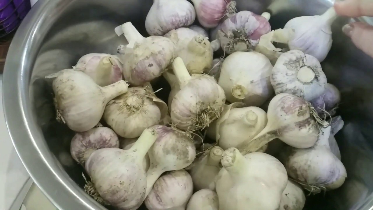 Սխտորի Թթու - Соленый Чеснок на зиму - Salty Garlik/кухня САТЕНИК