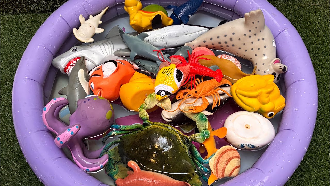 Splash into adventure! the speedy 🦈 Shark and the super-smart 🐙 Octopus! Let’s dive!