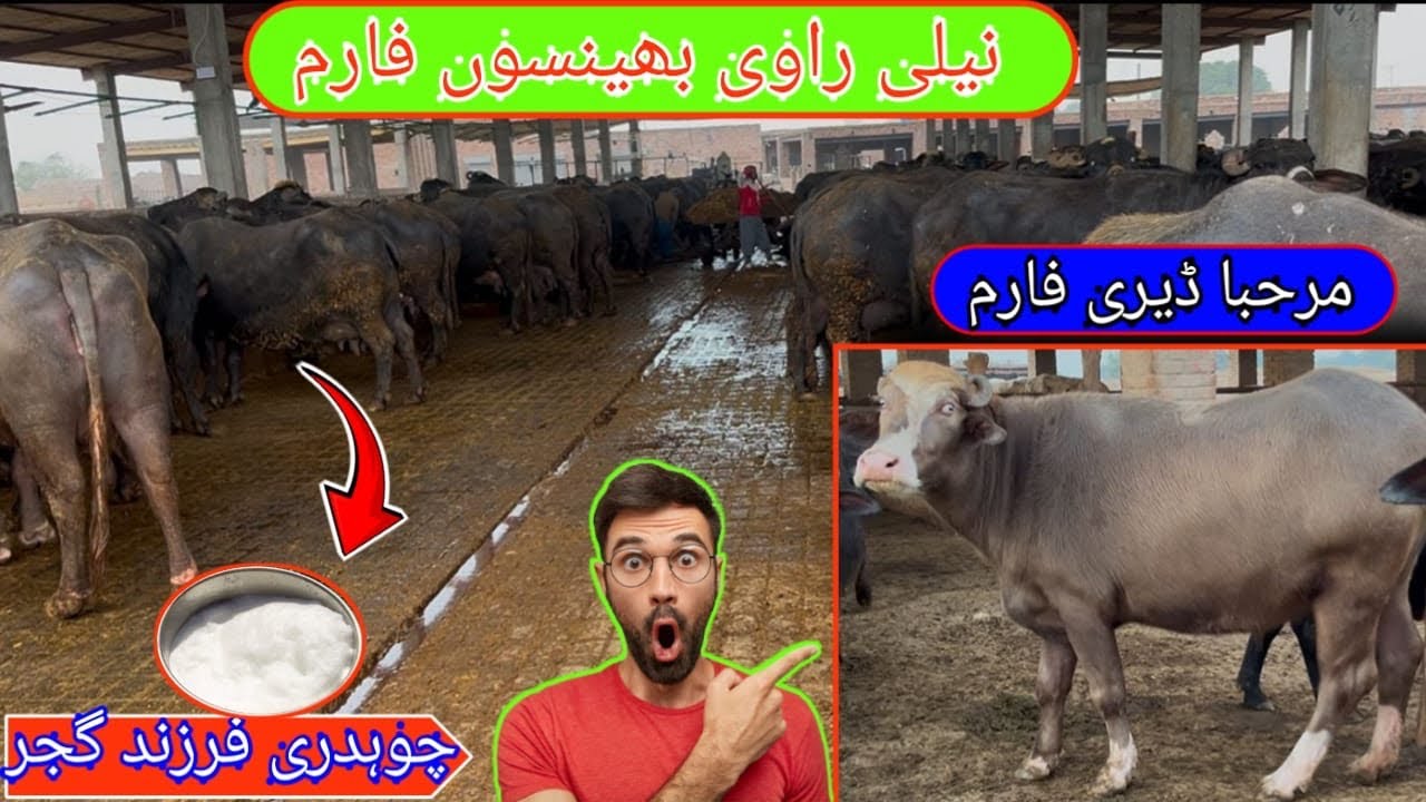Marhaba Dairy And Cattle Farm Ch. Farzand Gujjar [ Buffalo Farming in Pakistan] Nili Ravi Buffaloes 