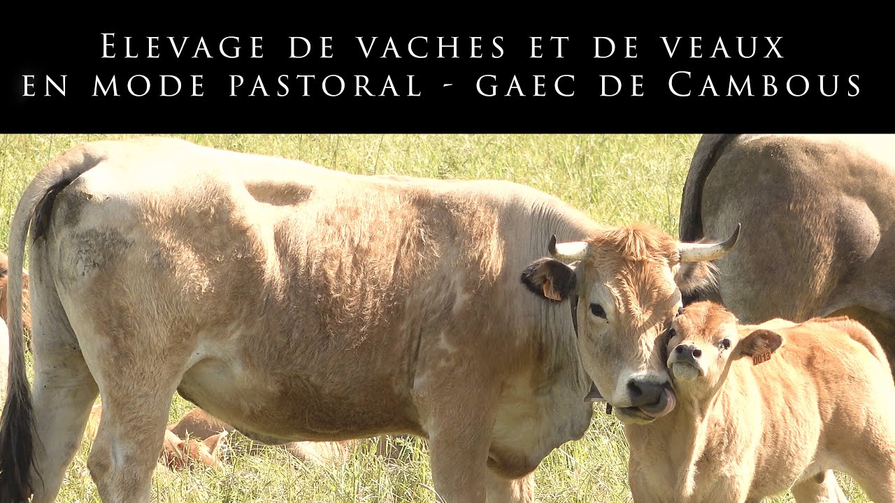 Élevage de vaches et de veaux en mode pastoral - GAEC de Cambous