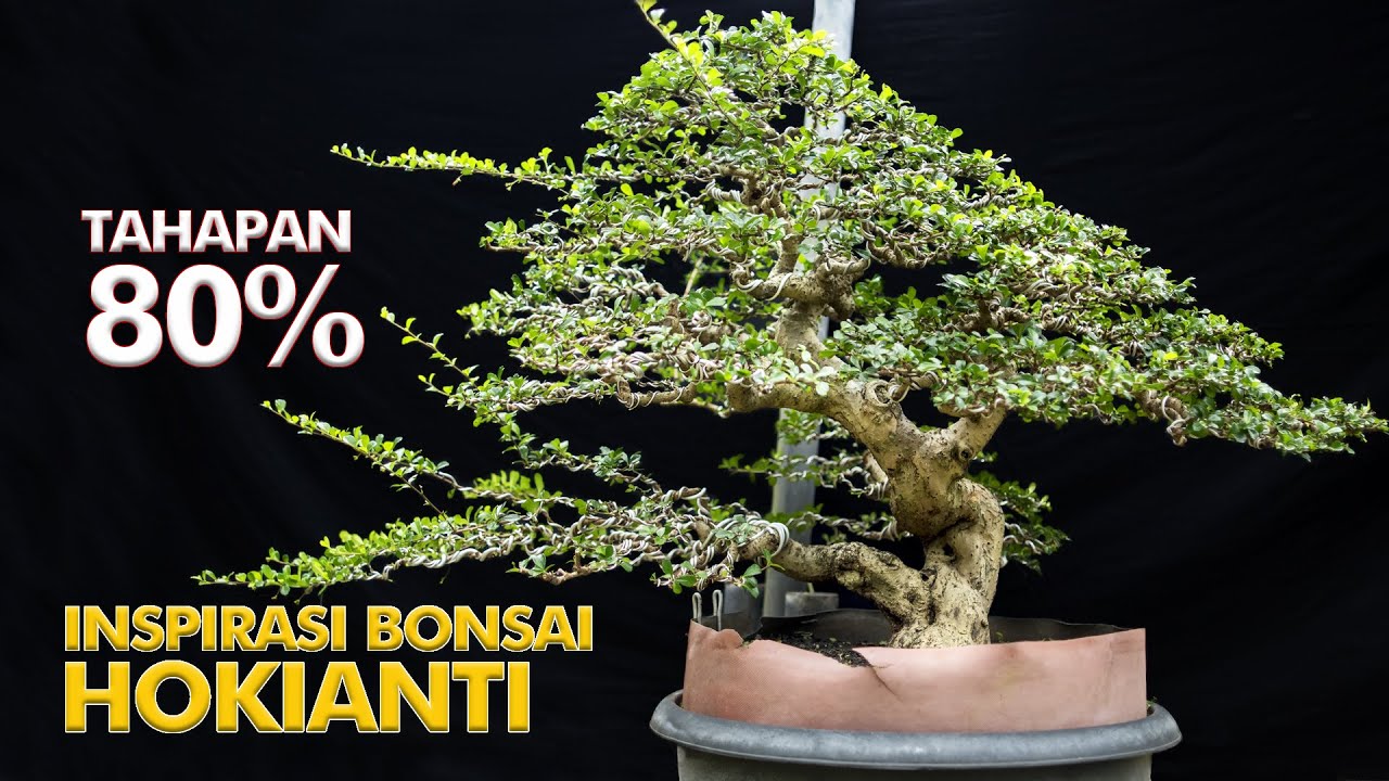 INSPIRASI BONSAI HOKIANTI DAN PERAWATANNYA DI KEBUN GBG