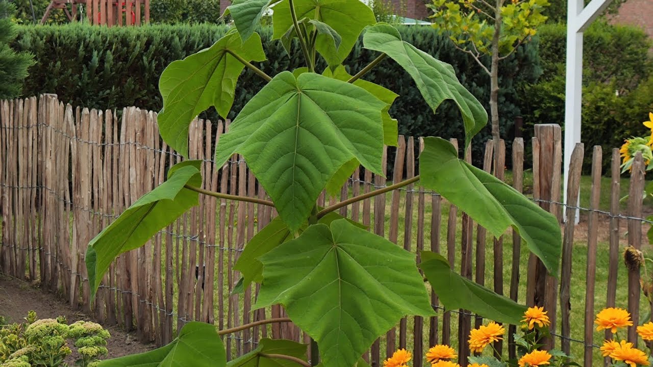 Paulownia, Mammutbau und Co.