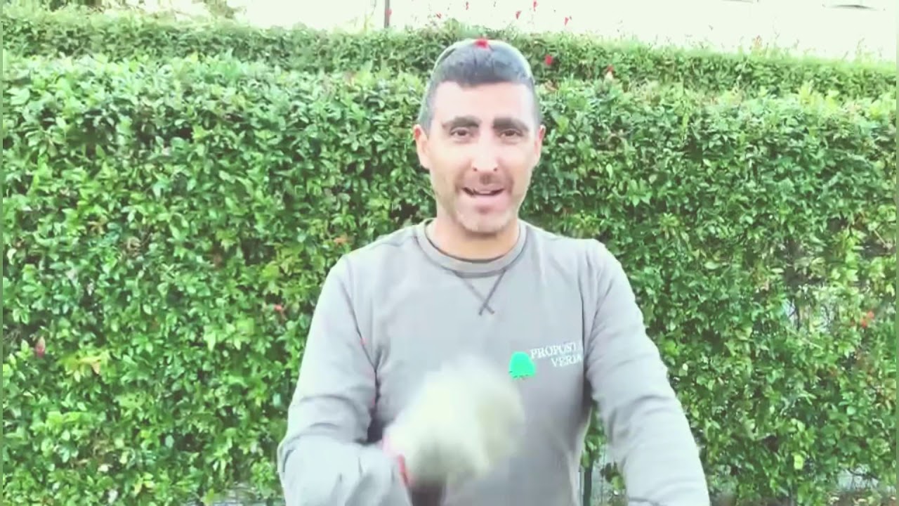 Rigenerazione prato con seminatrice di precisone